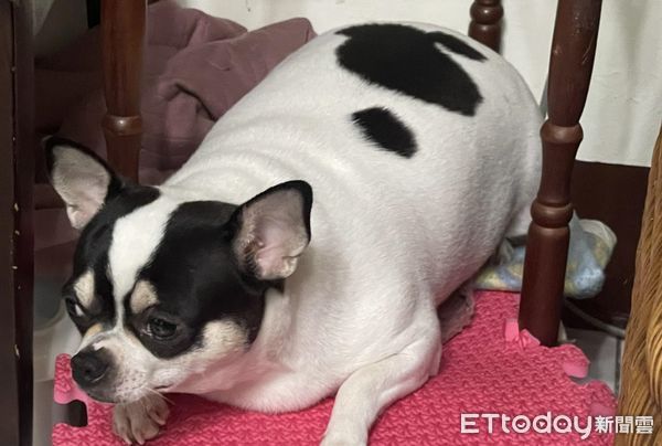 ▲吉娃娃寄放阿嬤家1個月！4→8KG「胖成大乳牛」　她傻眼：變豬了。（圖／飼主連小姐提供）