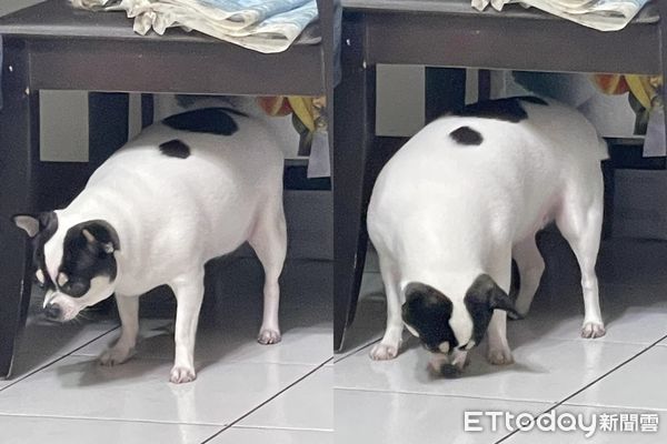 ▲吉娃娃寄放阿嬤家1個月！4→8KG「胖成大乳牛」　她傻眼：變豬了。（圖／飼主連小姐提供）