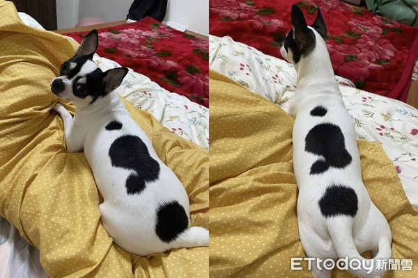 ▲吉娃娃寄放阿嬤家1個月！4→8KG「胖成大乳牛」　她傻眼：變豬了。（圖／飼主連小姐提供）
