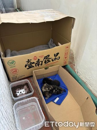 ▲▼陽台出現「2坨小麻糬」他幫放紙箱保暖…晚上貓媽加碼帶全家寄宿。（圖／飼主KiKi Hyx提供）