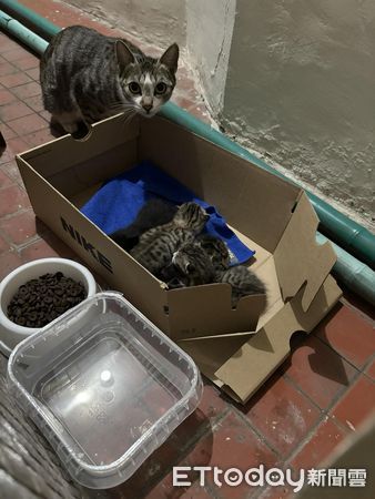 ▲▼陽台出現「2坨小麻糬」他幫放紙箱保暖…晚上貓媽加碼帶全家寄宿。（圖／飼主KiKi Hyx提供）