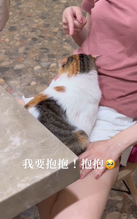 ▲▼三花貓乖乖。（圖／翻攝自Instagram）