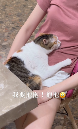 ▲▼三花貓乖乖。（圖／翻攝自Instagram）