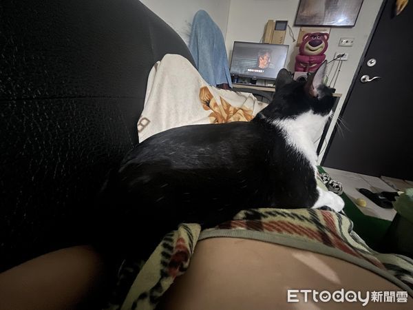 ▲買一堆貓窩！主子只肯睡「不要的紙箱」　奴才傻眼：真覺得浪費錢。（圖／飼主提供）