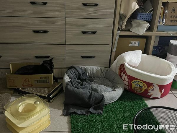 ▲買一堆貓窩！主子只肯睡「不要的紙箱」　奴才傻眼：真覺得浪費錢。（圖／飼主提供）