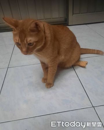 ▲心愛玩具被鄰居汪搶走！橘貓「皺眉臭臉」眼神殺　阿嬤疼孫大放送（圖／網友Ying Ying提供，請勿隨意翻拍，以免侵權。）