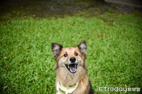 ▲幫愛犬做成桌曆！位置放錯「一秒變遺照」　媽尷尬：不是故意的（圖／網友雨果媽媽提供，請勿隨意翻拍，以免侵權。）