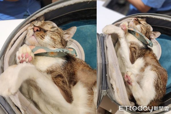 ▲▼不想面對獸醫！戲精貓秀逃避新招　「閉眼石化」躺外出籠裝睡。（圖／臉書粉專「喵喵喵腳印-灰輪.Moka.Kimi」提供）