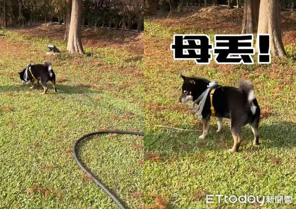 ▲丟樹枝要牠撿！固執柴跑到一半...回頭「緊咬超粗水管」媽傻眼（圖／網友Jun Jun提供，請勿隨意翻拍，以免侵權。）