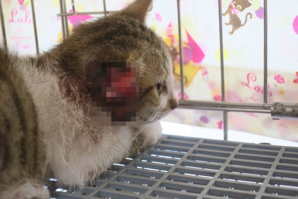 ▲▼ 幼貓遭皮帶捲入。（圖／記者沈軒萱攝）