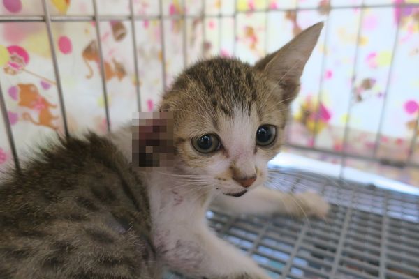▲▼ 幼貓遭皮帶捲入。（圖／記者沈軒萱攝）
