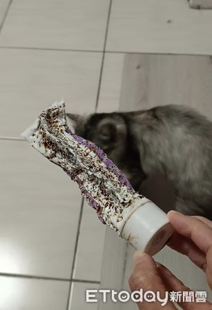 d7349009 ▲化毛膏忘記收!貪吃貓變打洞機「整條啃到見骨」 媽見殘骸傻眼了。(圖/飼主張小姐提供)