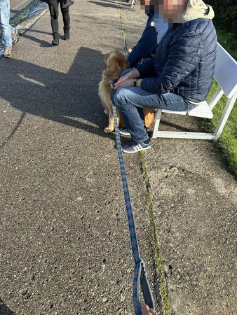 ▲社恐飼主養到「社牛黃金獵犬」　散步遇一狀況尬爆：只好拜託路人。（圖／有點毛毛的／飼主Auton Ton提供）