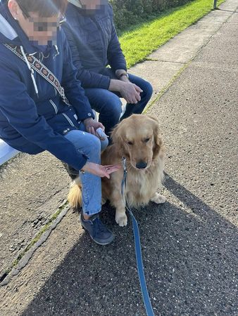 ▲社恐飼主養到「社牛黃金獵犬」　散步遇一狀況尬爆：只好拜託路人。（圖／有點毛毛的／飼主Auton Ton提供）