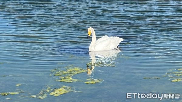 d7349130 ▲▼苗栗縣通霄鎮通霄漁港附近一處養殖魚塭,近日飛來一隻罕見的芬蘭國鳥「黃嘴天鵝」,鳥友研判應該和去年是同一隻。(圖/記者蔡文淵翻攝)