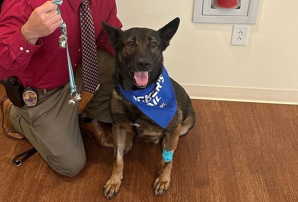 ▲警犬切除惡性腫瘤！「宣布抗癌成功」燦笑復工　脖子領巾藏小洋蔥。（圖／翻攝自Facebook／Bensalem Police）