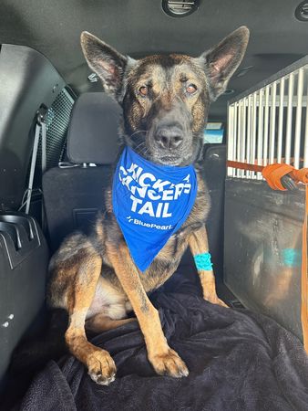 ▲警犬切除惡性腫瘤！「宣布抗癌成功」燦笑復工　脖子領巾藏小洋蔥。（圖／翻攝自Facebook／Bensalem Police）