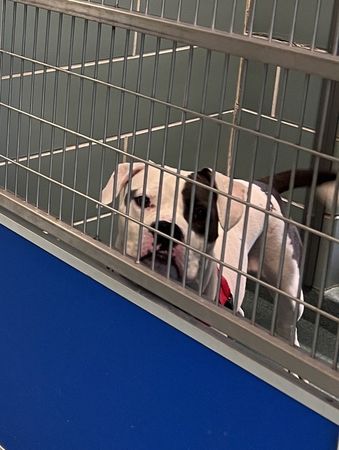 ▲「61隻同伴全被認養」收容所只剩牠　鬥牛犬哭臉貼鐵籠：我不好嗎。（圖／翻攝自Facebook／The Anti-Cruelty Society）