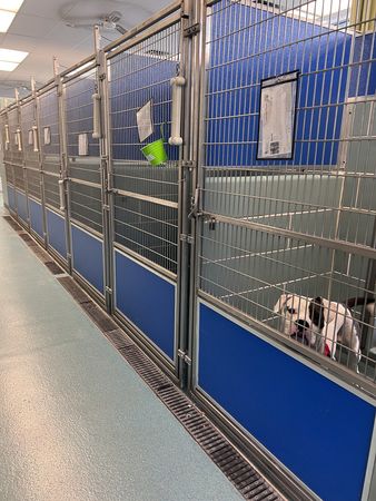 ▲「61隻同伴全被認養」收容所只剩牠　鬥牛犬哭臉貼鐵籠：我不好嗎。（圖／翻攝自Facebook／The Anti-Cruelty Society）