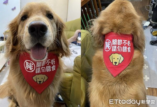 ▲▼汪汪偷啃潔牙骨，被把拔現場抓包。（圖／網友劉小姐提供，請勿隨意翻拍，以免侵權。）