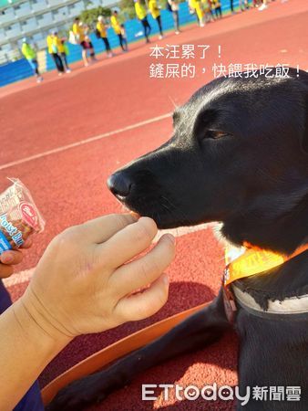 d7350412 ▲米克斯陪跑馬拉松「10K輕鬆完賽」 主人快累慘:需要加油的是我。(圖/飼主Efen Su提供)