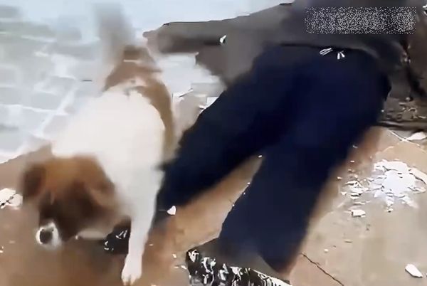 ▲飼主暈到！愛犬守身旁保護「不讓陌生人靠近」　忠誠模樣感動萬人。（圖／翻攝自微博）