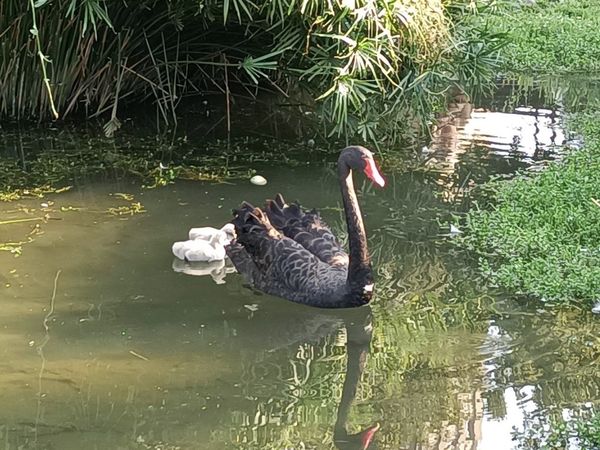 ▲▼台中市秋紅谷喜獲麟「鵝」。（圖／台中市政府提供）