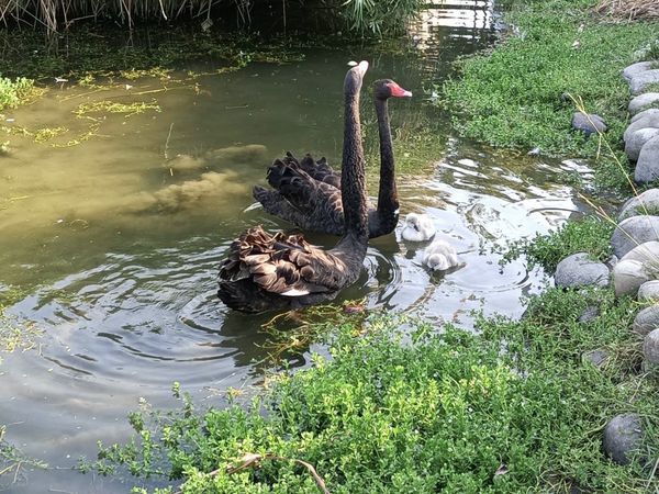 ▲▼台中市秋紅谷喜獲麟「鵝」。（圖／台中市政府提供）