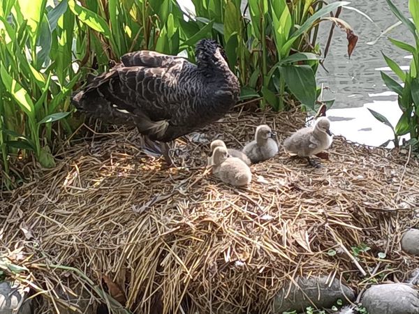 ▲▼台中市秋紅谷喜獲麟「鵝」。（圖／台中市政府提供）