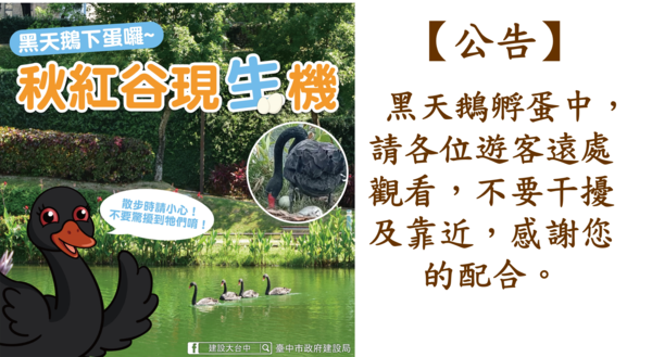 ▲▼台中市秋紅谷喜獲麟「鵝」。（圖／台中市政府提供）
