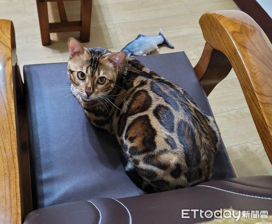 ▲▼豹貓每天吃生食「長成7.8KG巨喵」　照片曝掀熱議：這是真的豹吧。（圖／飼主吳小姐提供）