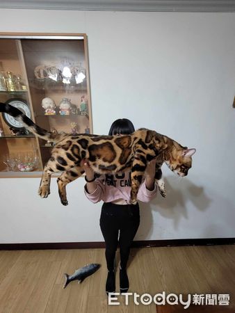 ▲▼豹貓每天吃生食「長成7.8KG巨喵」　照片曝掀熱議：這是真的豹吧。（圖／飼主吳小姐提供）