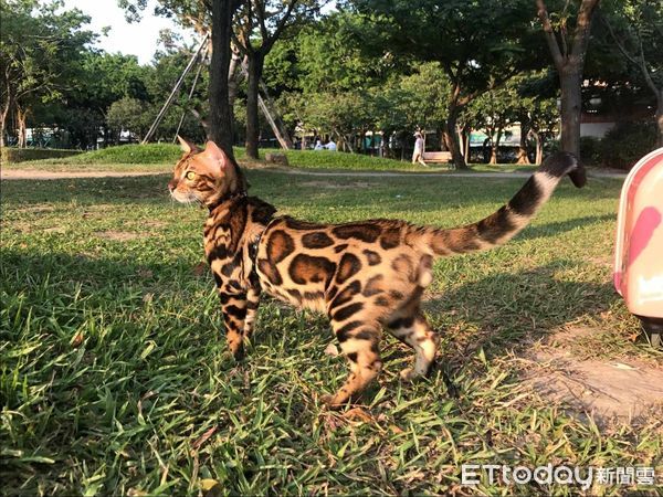 ▲▼豹貓每天吃生食「長成7.8KG巨喵」　照片曝掀熱議：這是真的豹吧。（圖／飼主吳小姐提供）
