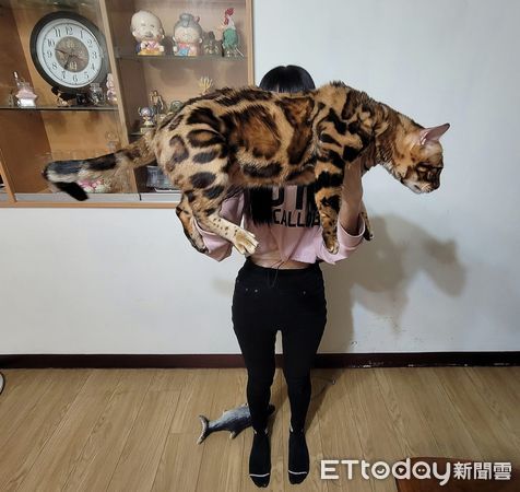 ▲▼豹貓每天吃生食「長成7.8KG巨喵」　照片曝掀熱議：這是真的豹吧。（圖／飼主吳小姐提供）