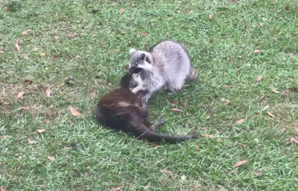水獺浣熊好朋友。（圖／翻攝自Woodside Wildlife Rescue）