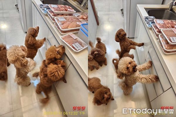 ▲電視砰一聲倒地！「籠子塞滿貴賓犬」心虛躲起來　飼主猜兇手牠們。（圖／飼主陽先生、張小姐提供）