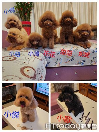 ▲電視砰一聲倒地！「籠子塞滿貴賓犬」心虛躲起來　飼主猜兇手牠們。（圖／飼主陽先生、張小姐提供）