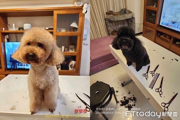 ▲電視砰一聲倒地！「籠子塞滿貴賓犬」心虛躲起來　飼主猜兇手牠們。（圖／飼主陽先生、張小姐提供）