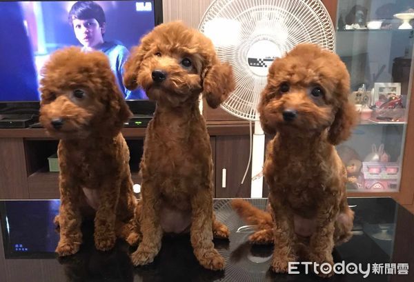 ▲電視砰一聲倒地！「籠子塞滿貴賓犬」心虛躲起來　飼主猜兇手牠們。（圖／飼主陽先生、張小姐提供）