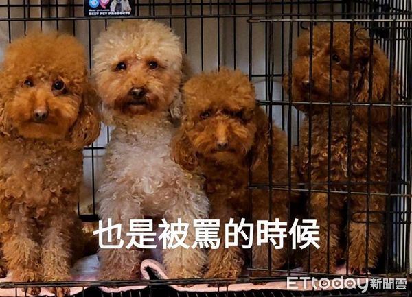 ▲電視砰一聲倒地！「籠子塞滿貴賓犬」心虛躲起來　飼主猜兇手牠們。（圖／飼主陽先生、張小姐提供）