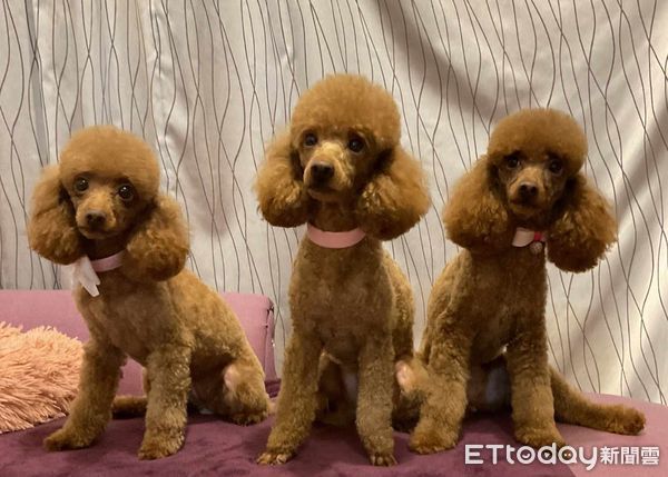 ▲電視砰一聲倒地！「籠子塞滿貴賓犬」心虛躲起來　飼主猜兇手牠們。（圖／飼主陽先生、張小姐提供）