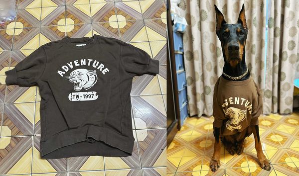 d7351433 ▲巧手媽改爸舊衣!杜賓犬試穿變「專屬大學T」 粉絲讚翻:有夠帥。(圖/有點毛毛的/粉專「我是大狗狗」提供)