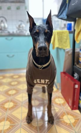 d7351434 ▲巧手媽改爸舊衣!杜賓犬試穿變「專屬大學T」 粉絲讚翻:有夠帥。(圖/有點毛毛的/粉專「我是大狗狗」提供)