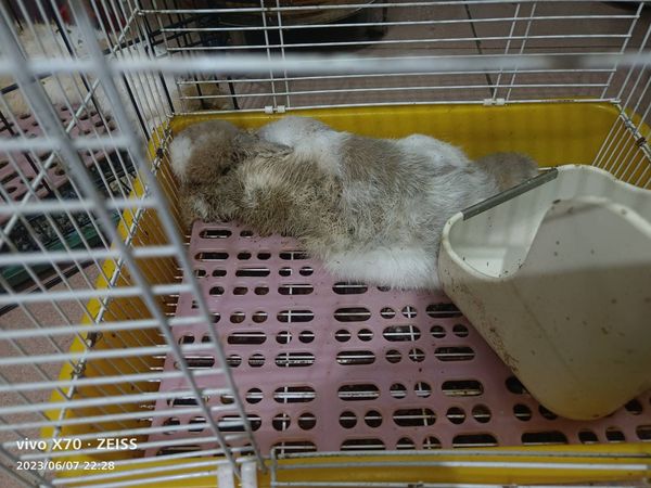 ▲▼情侶分手卻是「牠」倒楣餓死　法院判過失致死！各罰1.5萬再列黑名單。（圖／新北市動保處）