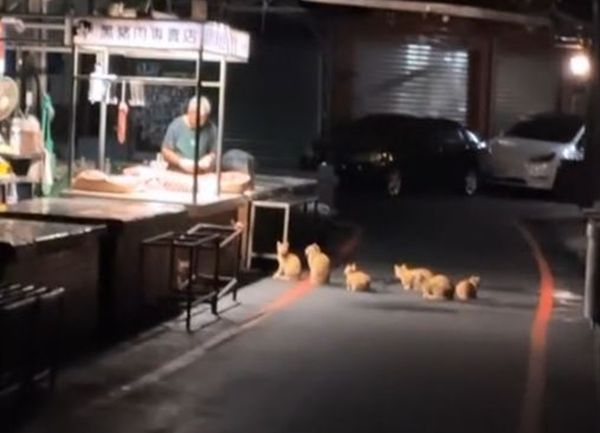 ▲▼橘貓軍團半夜現身菜市場！集體等宵夜萌翻了。（圖／翻攝自Tik Tok）