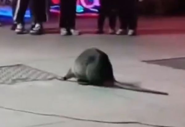 ▲街頭出現「比狗大巨鼠」拖尾爬行　嚇壞路人不敢靠近：貓見到都怕。（圖／翻攝自微博）