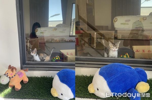 ▲▼才收編3晚！小奶貓堅持跳上床「陪睡小主人」。（圖／飼主小露媽媽提供）