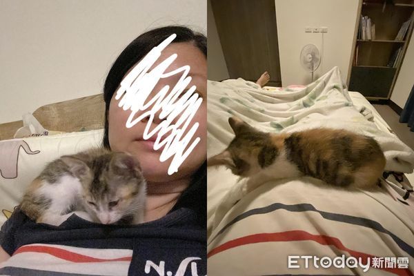 ▲▼才收編3晚！小奶貓堅持跳上床「陪睡小主人」。（圖／飼主小露媽媽提供）