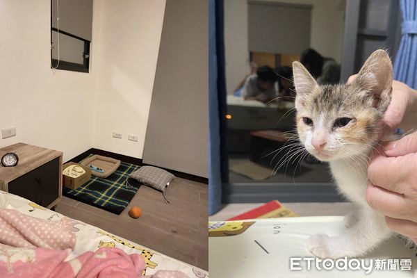 ▲▼才收編3晚！小奶貓堅持跳上床「陪睡小主人」。（圖／飼主小露媽媽提供）