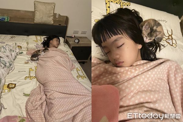 ▲▼才收編3晚！小奶貓堅持跳上床「陪睡小主人」。（圖／飼主小露媽媽提供）